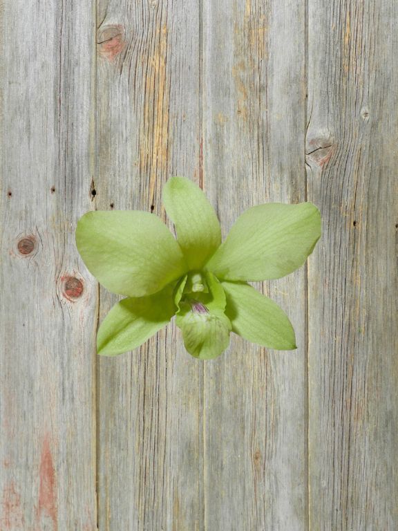 GREEN DENDROBIUM BOUQUET - 5 STEM